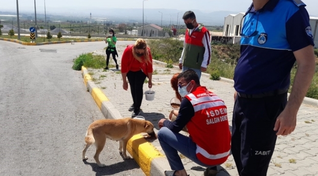 Akdeniz Belediyesi sokak hayvanlarını unutmadı