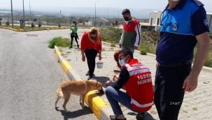 Akdeniz Belediyesi sokak hayvanlarını unutmadı