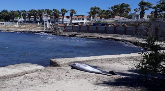 Kıyıya vuran yunusların ölüm sebebi araştırılıyor