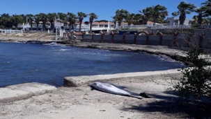 Kıyıya vuran yunusların ölüm sebebi araştırılıyor