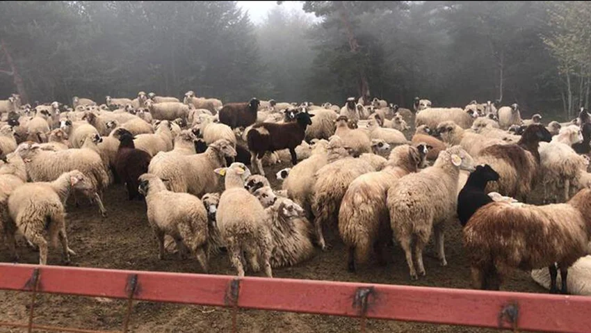 İstanbul'da akılalmaz vurgun...