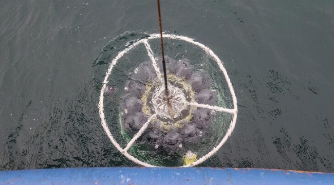 ODTÜ'den Marmara Denizi'nde kritik çalışma! İşte çarpıcı sonuçlar