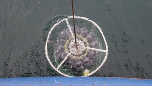 ODTÜ'den Marmara Denizi'nde kritik çalışma! İşte çarpıcı sonuçlar