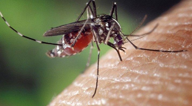 Uzman isim vatandaşları uyardı: Ölümcül olabilir