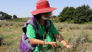 İzmit Belediyesi Lavanta Bahçesi'nde, İlk Hasat Başladı