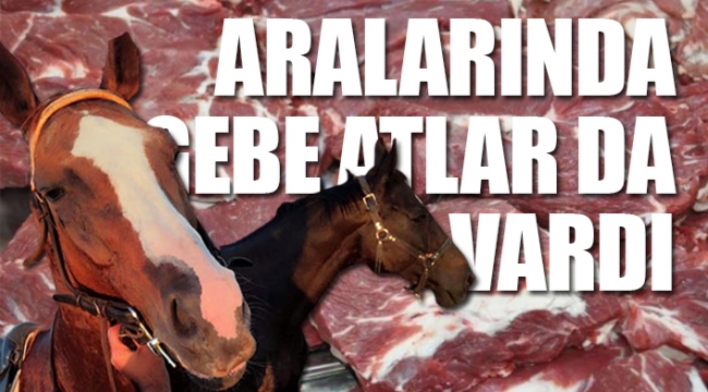 Yılkı atlarını et firmasına Tarım Bakanlığı'nın verdiği ortaya çıktı