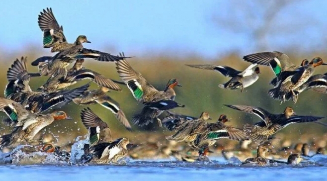 AKP'li belediye UNESCO Dünya Mirası'nda yer alan Kızılırmak Deltası Kuş Cenneti'ne otel yapacak