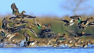 AKP'li belediye UNESCO Dünya Mirası'nda yer alan Kızılırmak Deltası Kuş Cenneti'ne otel yapacak