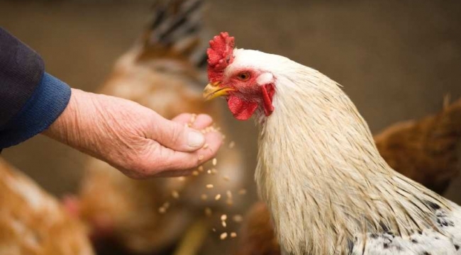 Resmi Gazete'de yayınlandı: Artık tavuk etinde GDO serbest