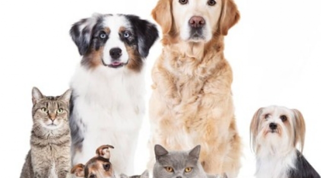 Merdiven altı evcil hayvan satışına ceza