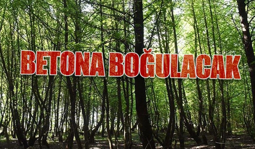 TOKİ ormanları işgal ediyor