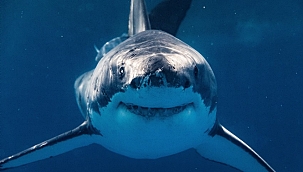 Florida'da ''kokainman köpekbalıkları" tehlikesi