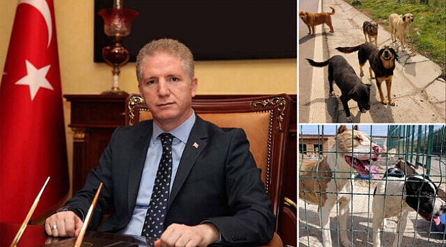 İstanbul Valiliği harekete geçti: 39 ilçeye 'sokak köpeklerini toplayın' talimatı verildi