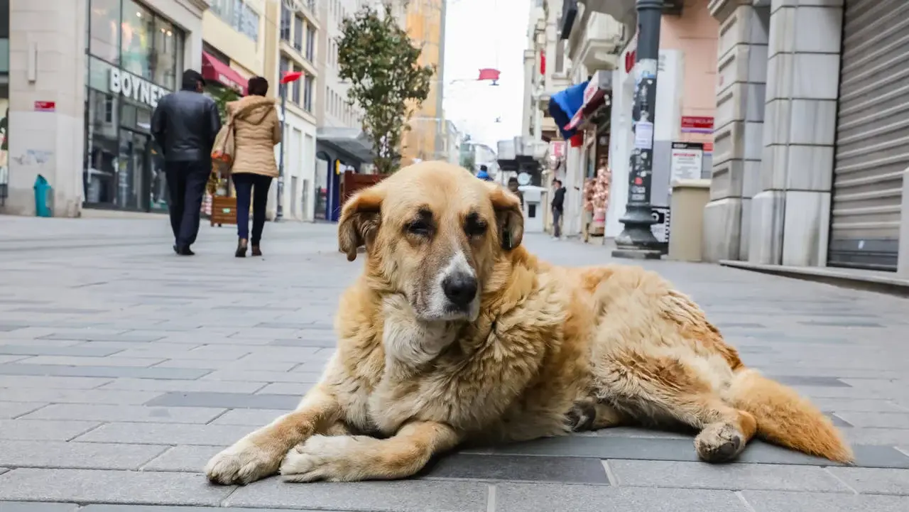 Erdoğan, 'katliam yasası'nı imzaladı 